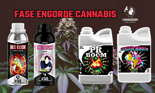 ENGORDAR COGOLLOS: DIFERENCIAS REALES ENTRE FULLCREM Y THE WITCHER’S POTION PARA UNA FLORACIÓN EXPLOSIVA