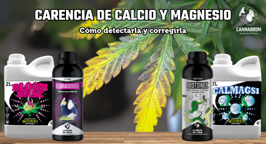 CARENCIA DE CALCIO & MAGNESIO EN EL CANNABIS EN FLORACIÓN BAJO LED: CÓMO DETECTARLA Y CORREGIRLA